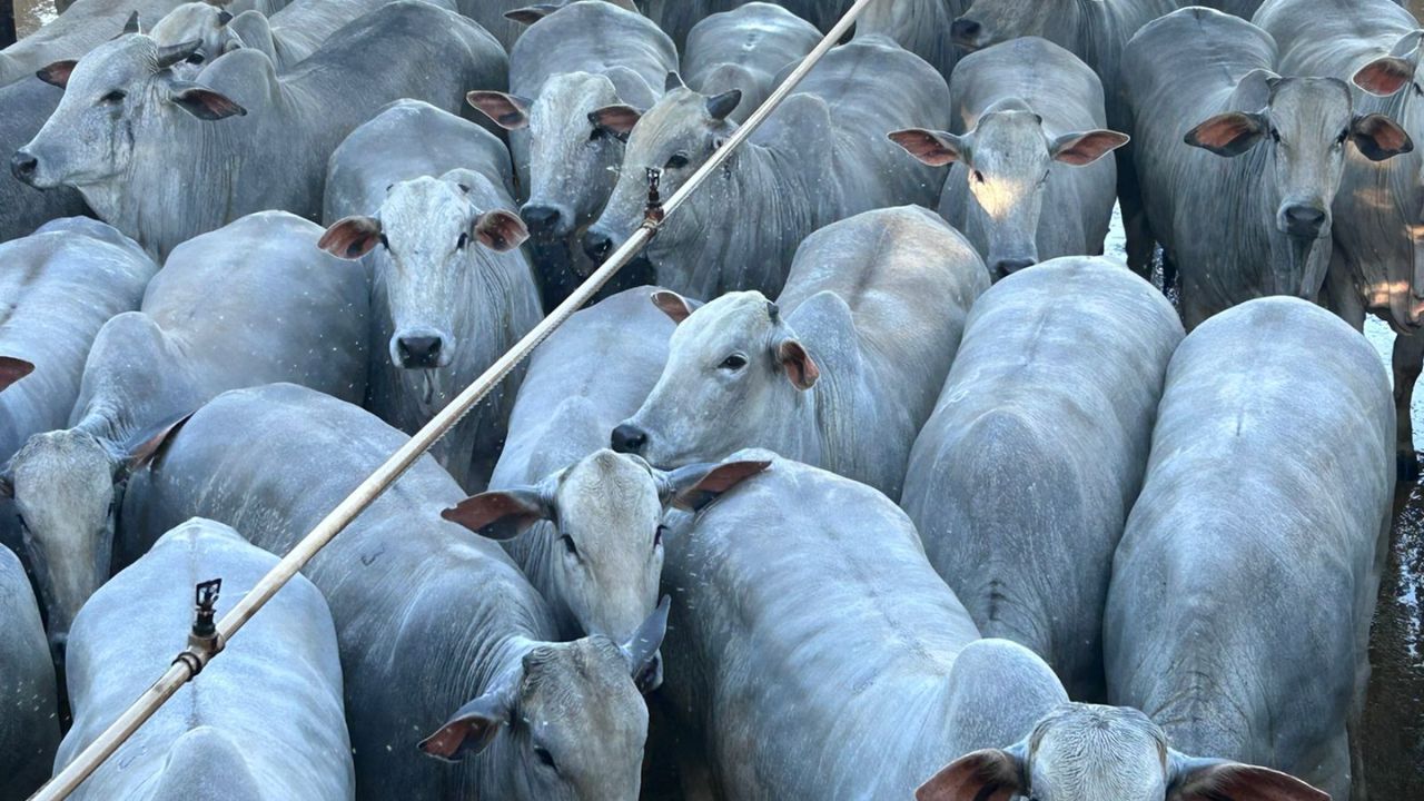 Novilhas Nelore com peso de boi ultrapassa 18@ em Mato Grosso