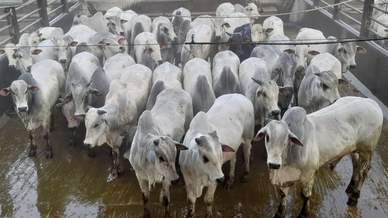 Bois parecem até touros! Gado de até dois dentes ultrapassa 21@ a pasto na Bahia