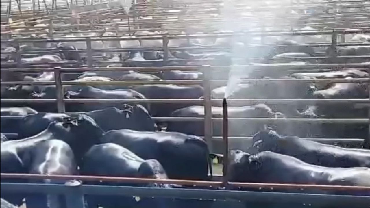 Pecuarista mineiro faz ouro negro da pecuária com boiada Angus de quase 25@