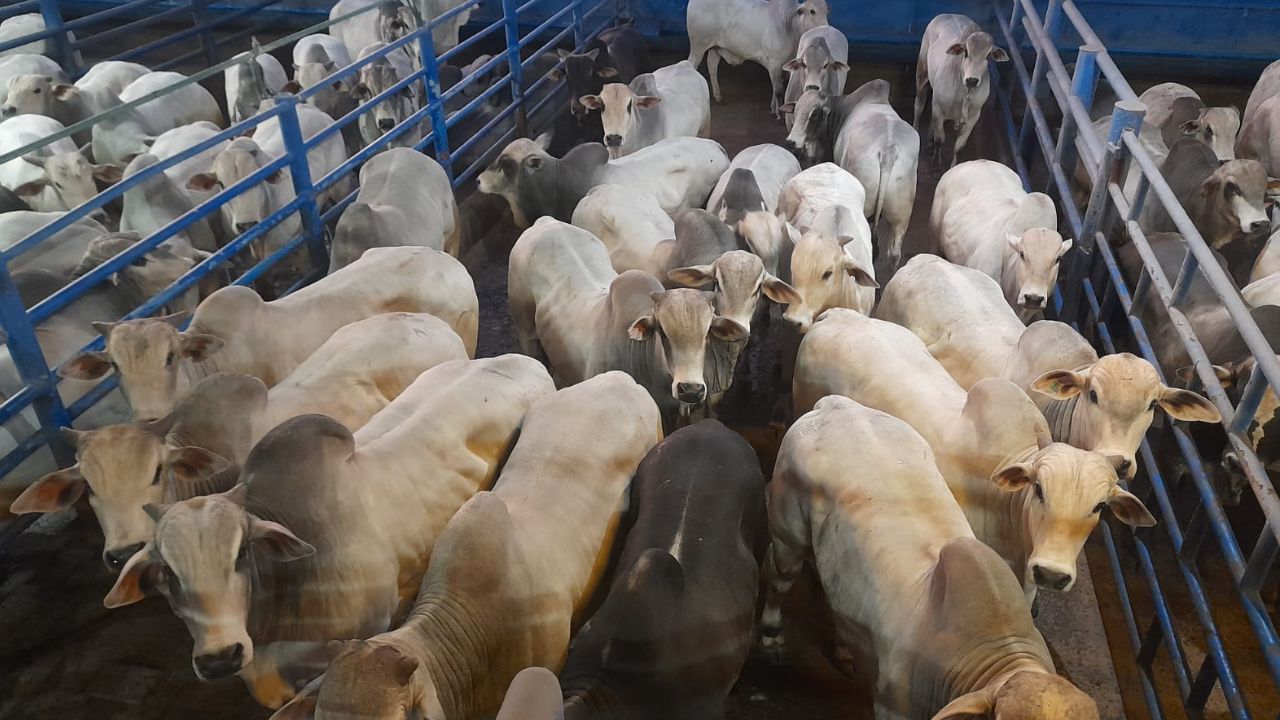 Boiada com a carne que o mercado pede chega a 23@ no interior de SP