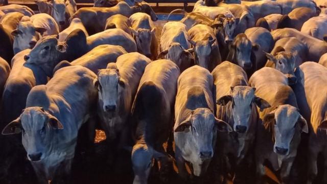 “Gadão top” garante bônus do Precoce MS e Cota Hilton para a Europa