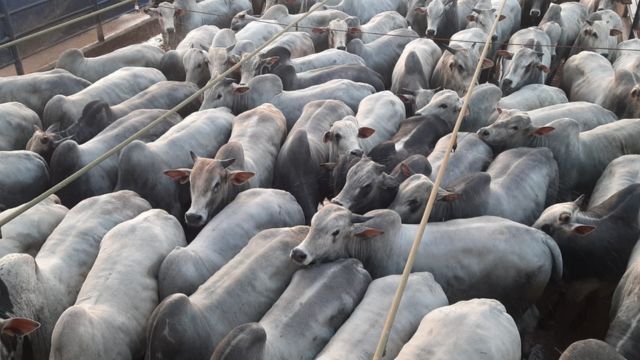 “Boiada de encher a tela!” Pecuarista de MT termina animais jovens com mais de 23@