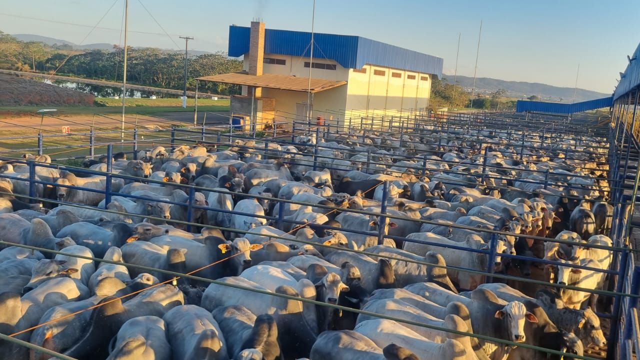 Pontes e Lacerda recebe etapa do Circuito Nelore com mais de mil animais