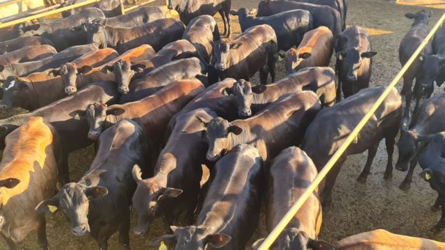 Novilhas cruzadas e boiada terminada a pasto dão show de qualidade em MT