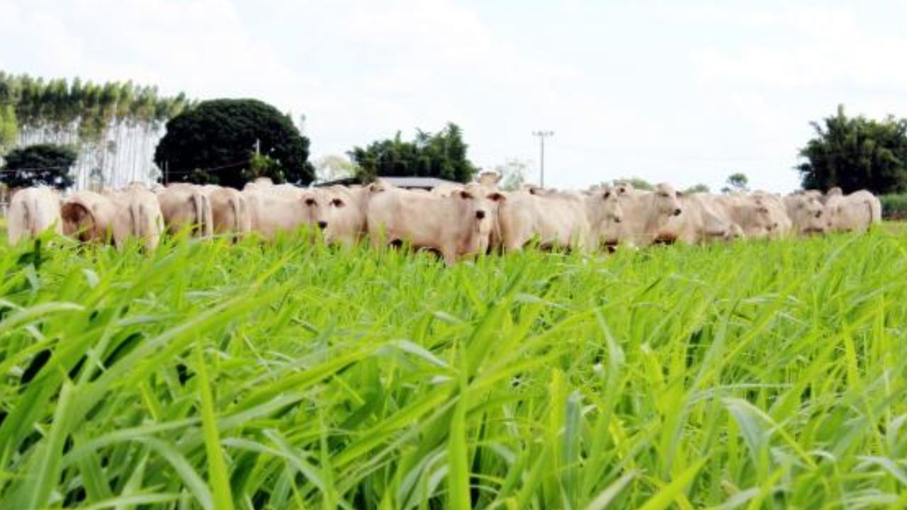 Bom manejo de pasto pode neutralizar emissão de gases de efeito estufa