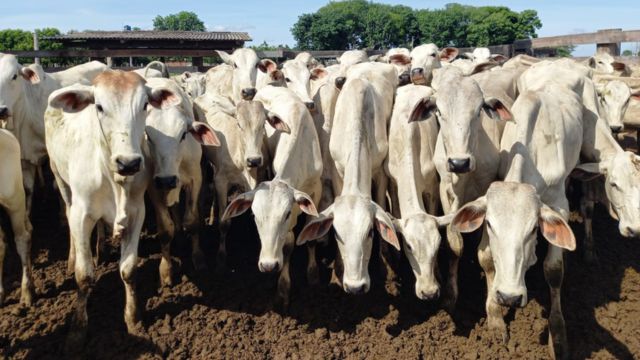 Lote de bezerros. Foto: Divulgação/Acrimat