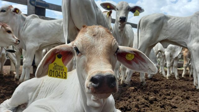 Mato Grosso intensifica sua produção de 9 milhões de bezerros com novo programa