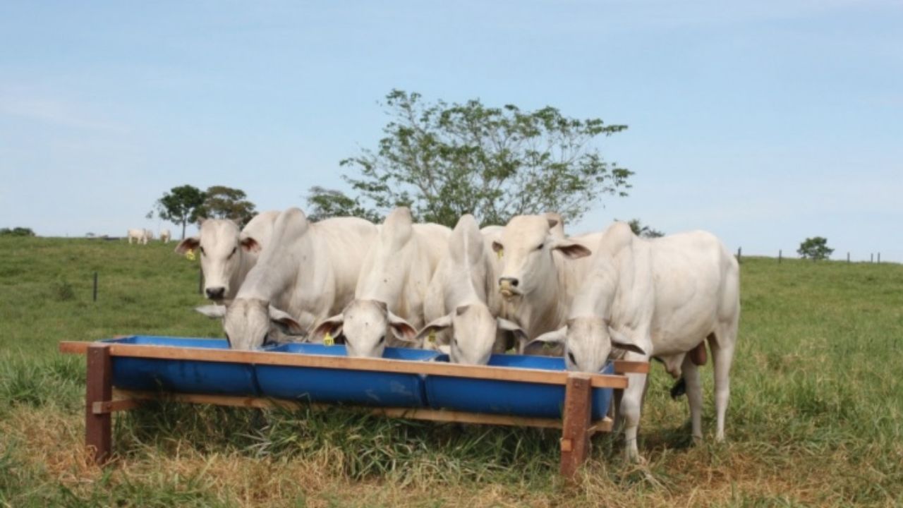 Bovinos em semiconfinamento. Foto: Divulgação