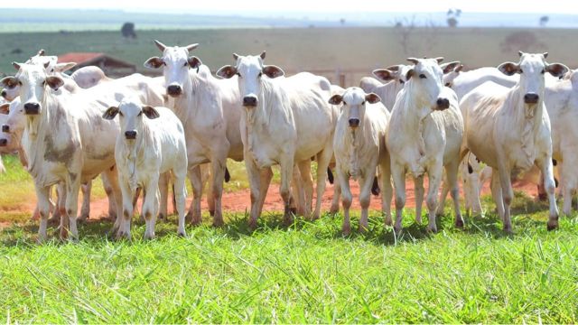 Lote de bovinos Nelore da Beabisa. Foto: Facebook/Beabisa