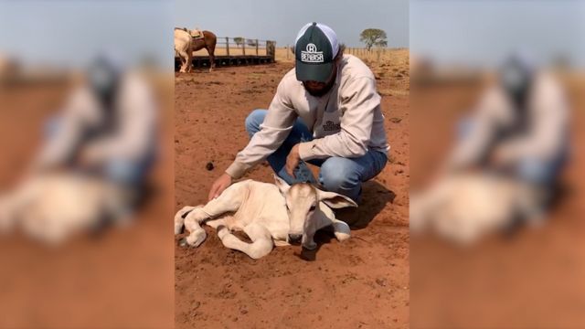 Estas técnicas de manejo antiestresse melhoram a vida da bezerrada