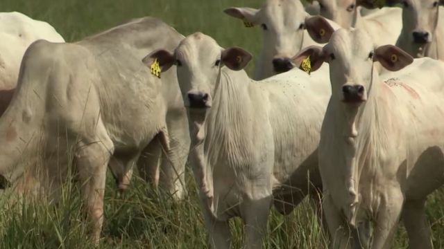 Pecuaristas mineiros são campeões em gestão na safra 2022/2023