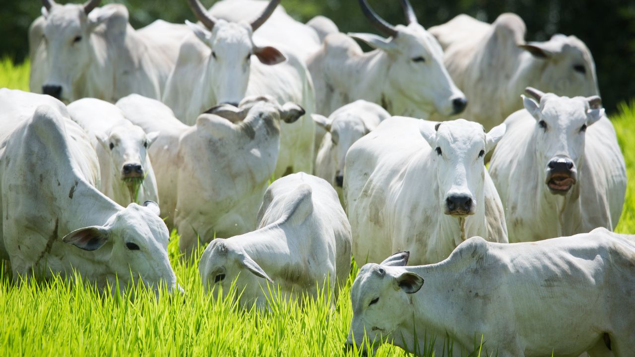 Saiba por que a condição da vaca parida garante boi gordo no confinamento
