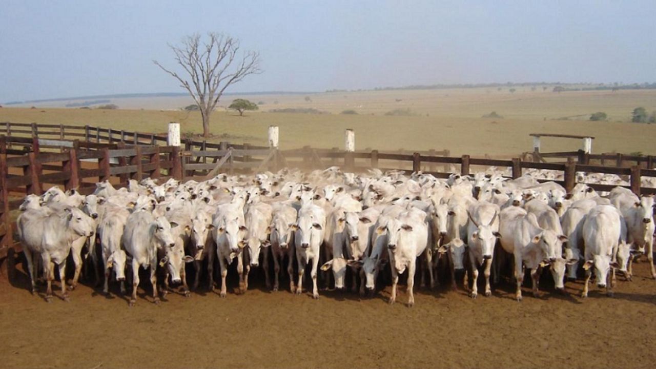 Novilhas primíparas em área de curral na fazenda. Foto: Divulgação