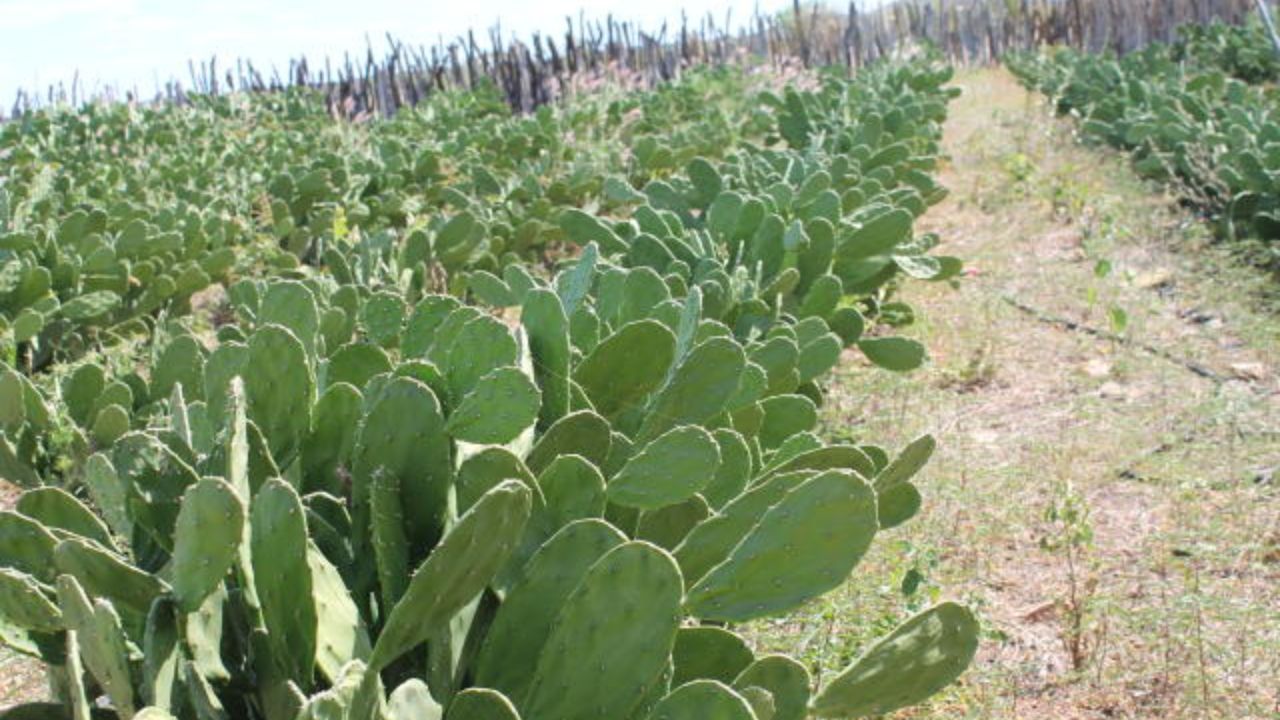 Palma forrageira: saiba por que planta mexicana ganha cada vez mais espaço na pecuária nordestina