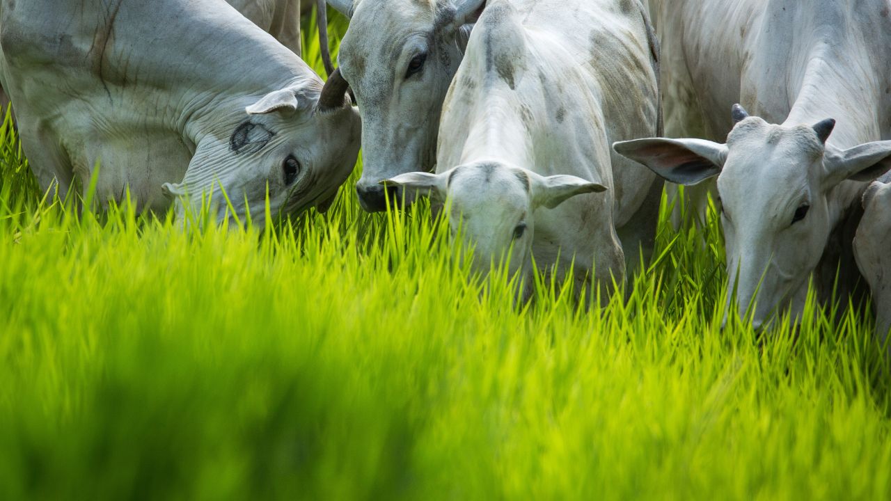 Pasto: mitos e verdades sobre a comida mais barata que há para o gado