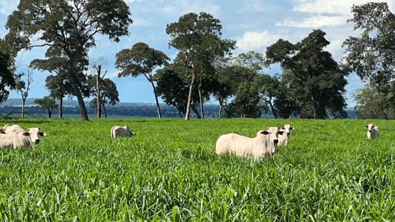Bovinos em área de pastagem na fazenda. Foto: Divulgação