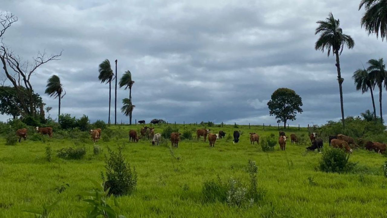 Plantas daninhas no capim: confira as estratégias de controle na seca