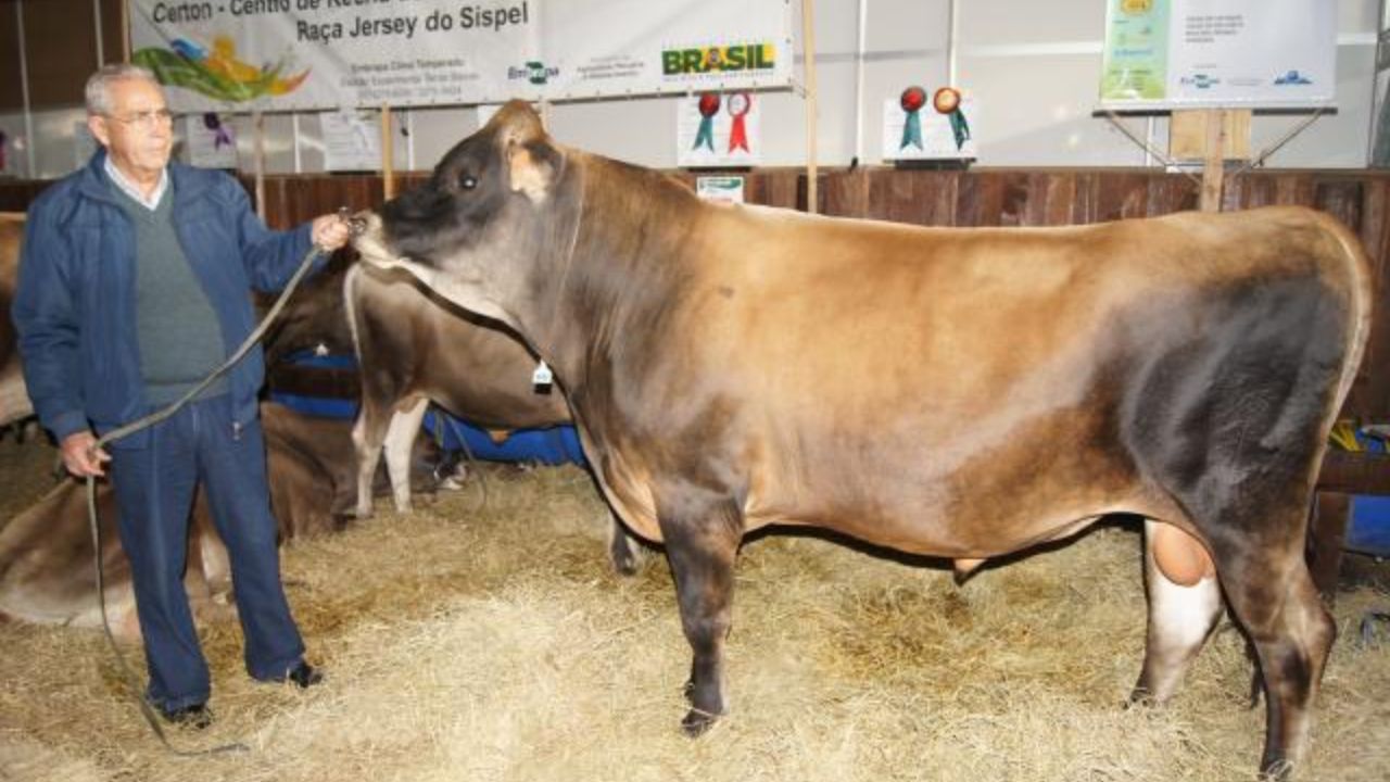 Touro ou vaca: qual dos dois tem mais peso para a genética leiteira do rebanho?