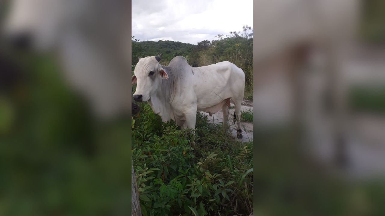 Detalhe do touro que não está conseguindo cobrir o lote de vacas. Foto: Andreia Alves