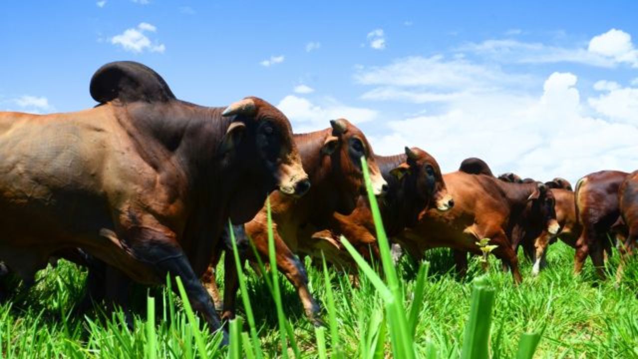 Touros Sindi em áreas de pasto. Foto: Divulgação