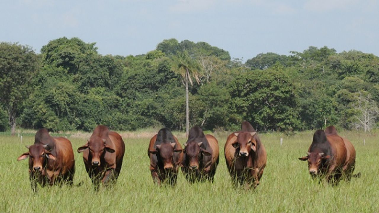 Especialista alerta: cuidado com o touro sem boa DEP para parto em novilhas precoces Especialista alerta: cuidado com o touro sem boa DEP para parto em novilhas precoces