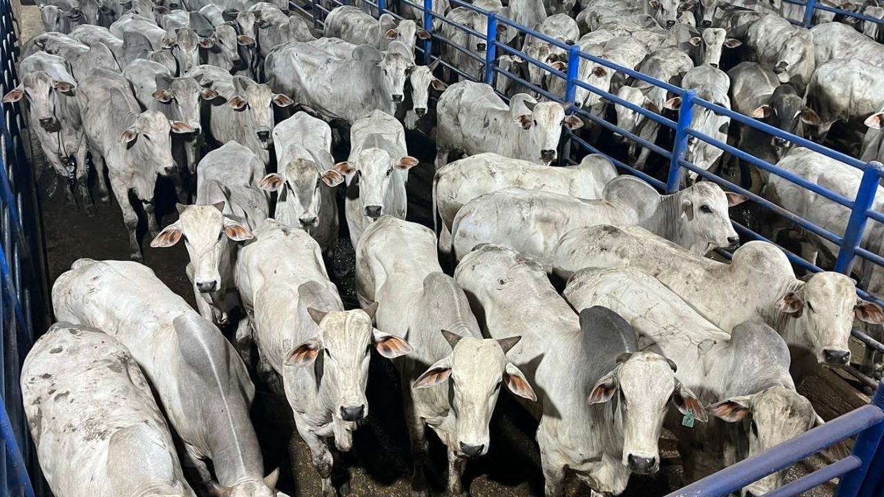 Pecuária intensiva faz boiada chegar a média de 18@ em Rondônia