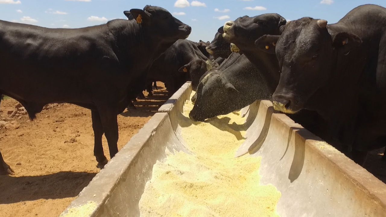 Bovino de carne premium: que tipo ou categoria de animal é mais eficiente no cocho? Bovino de carne premium: que tipo ou categoria de animal é mais eficiente no cocho?