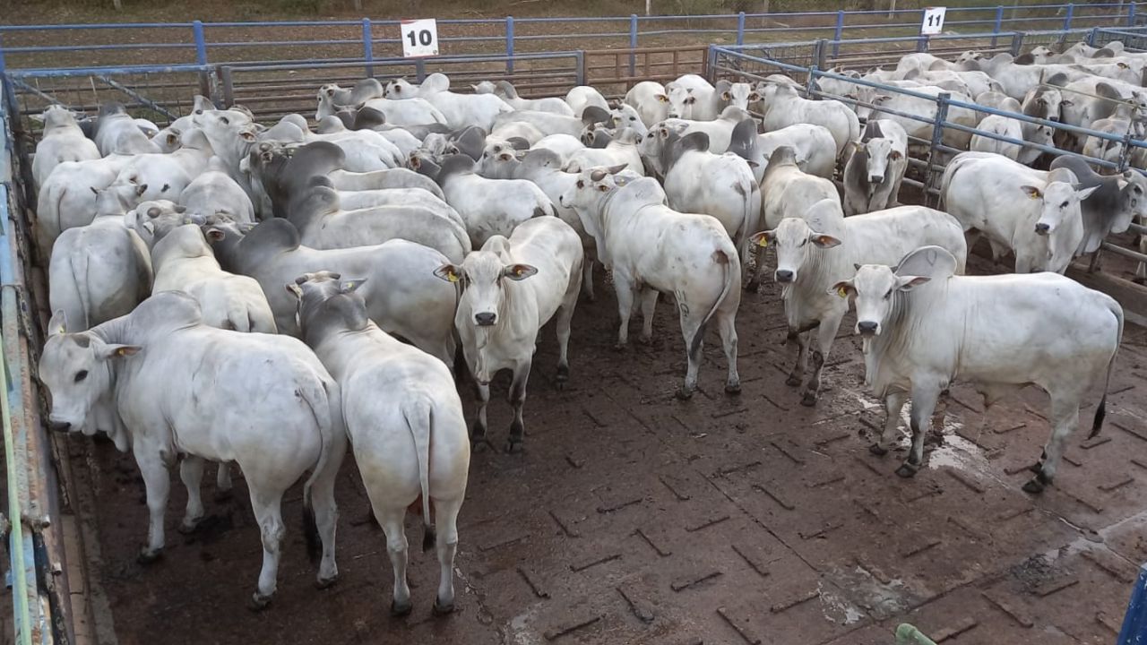 Gado excepcional! Boiada do Pantanal chega a quase 60% de rendimento de carcaça