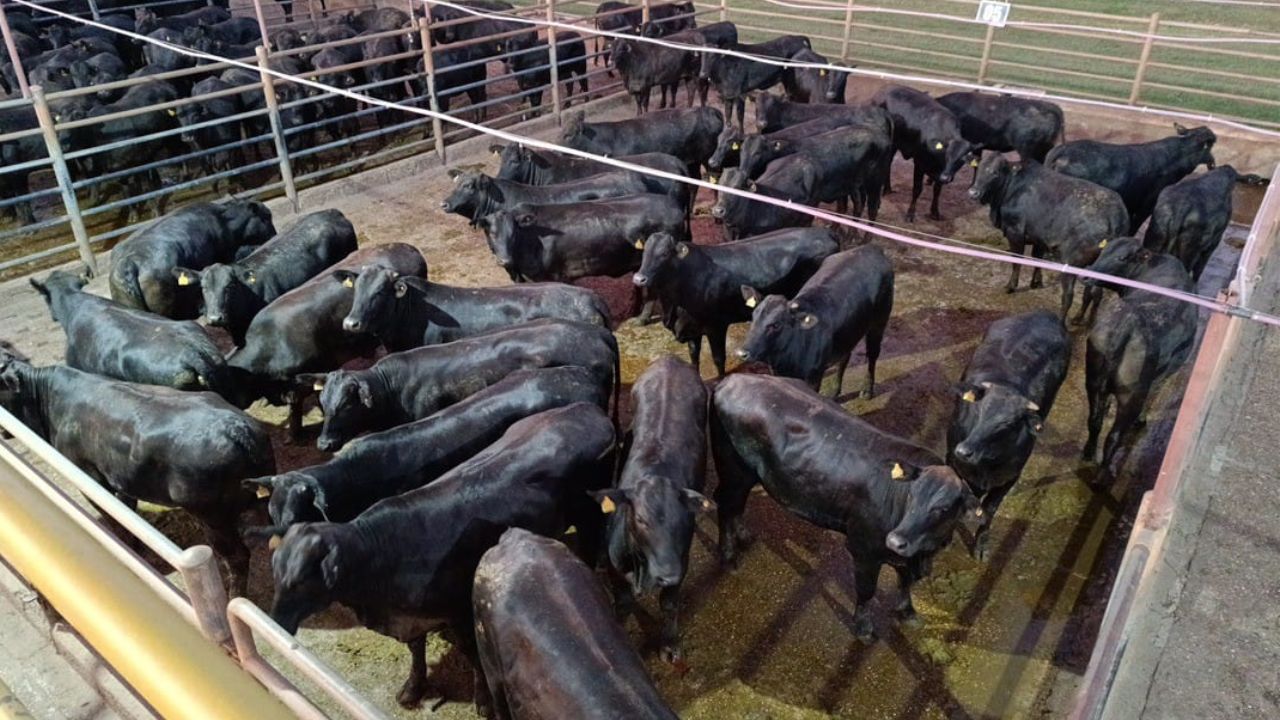 Angus: novilhas meio-sangue dão show de qualidade de carne em MS
