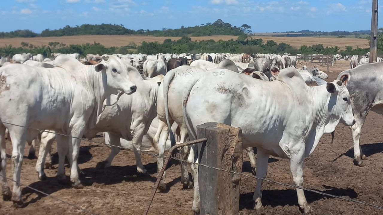 Produtor de Mato Grosso mostra gadão e estrutura para 5 mil bois no cocho