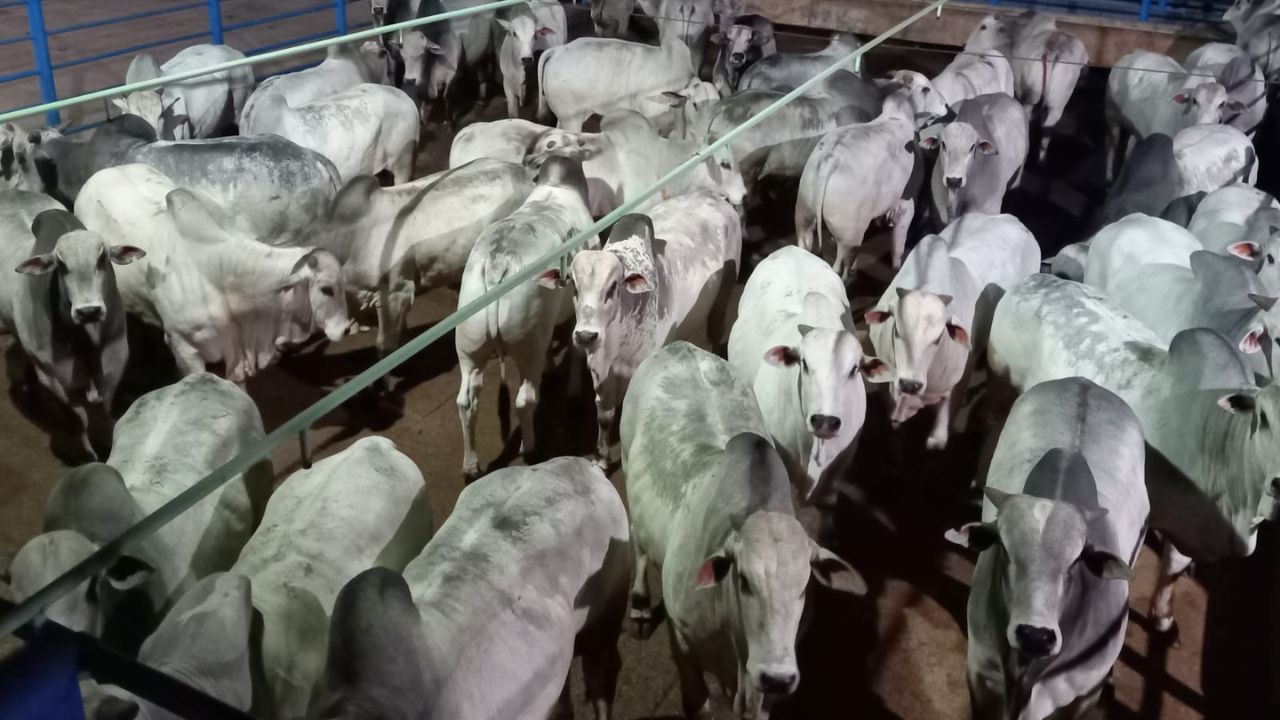 Colíder (MT) recebe a 6ª etapa nacional do Circuito Nelore de Qualidade com mais de 500 animais