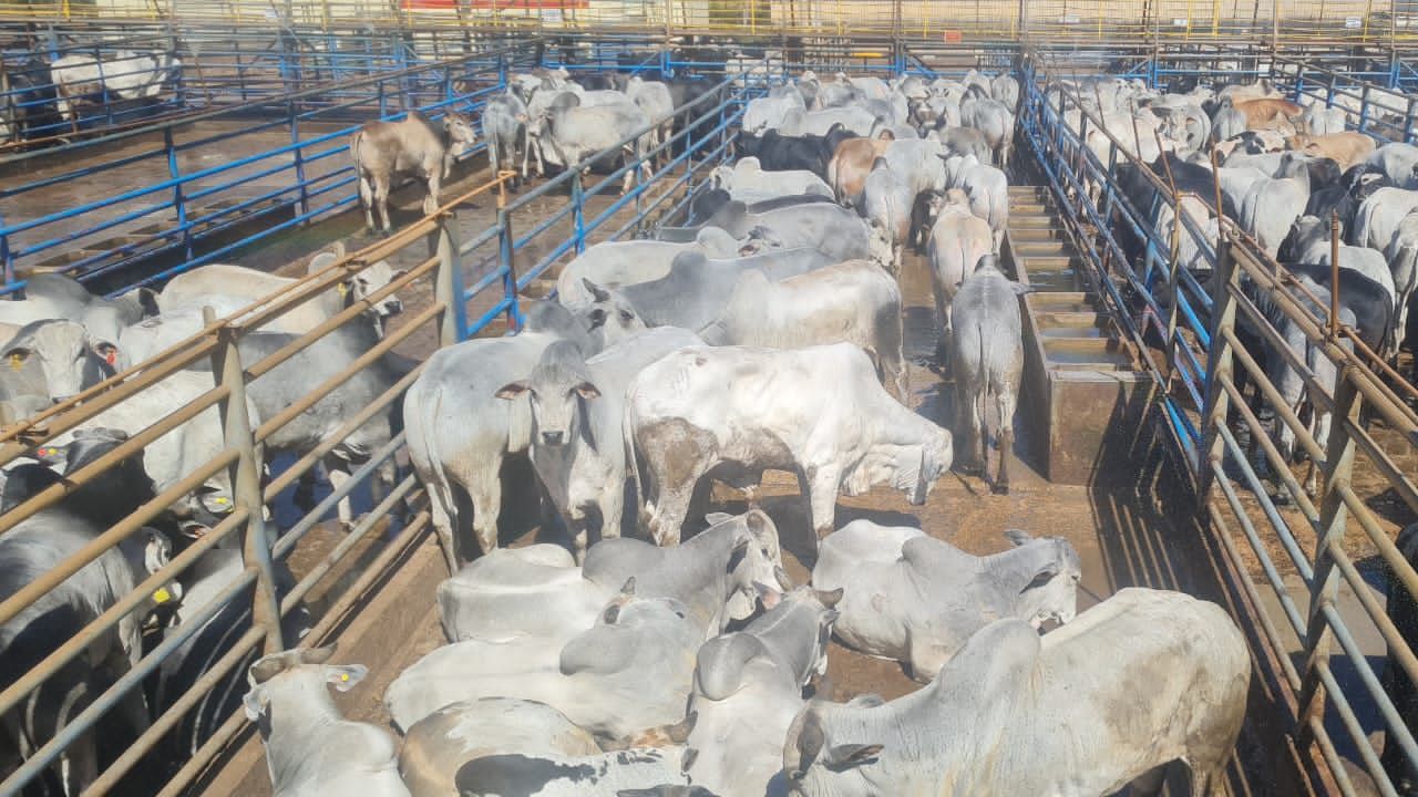 Boiada tranquila e com bom acabamento de gordura é da fazenda Gordura