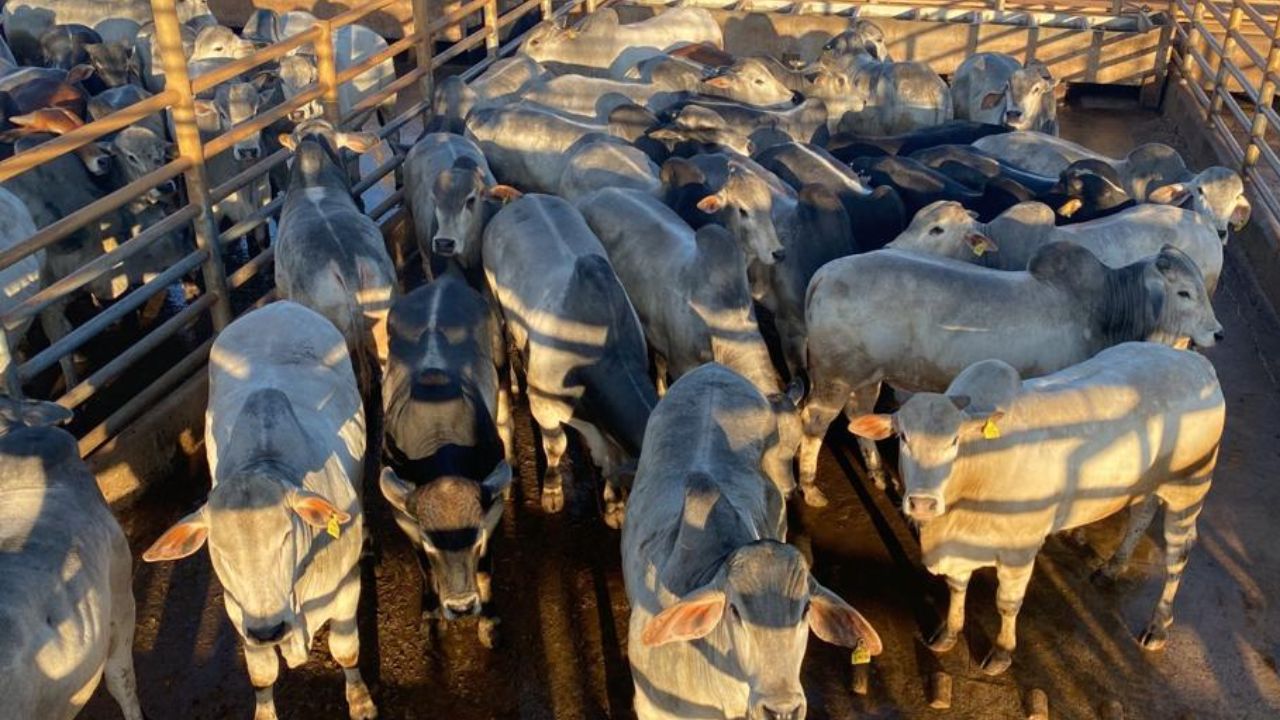 Pecuarista mineiro capricha no cocho e faz boiada passar de 20@