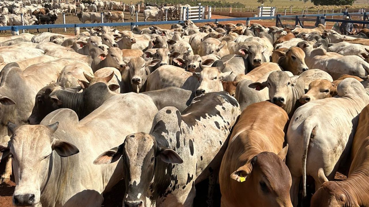 “Boiadão, sô!” Pecuarista jovem de Minas Gerais capricha no gado pesado