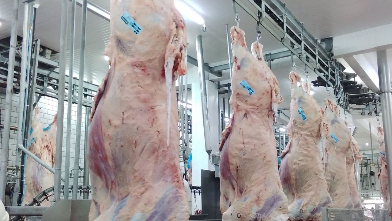 Detalhe da carcaça das novilhas no frigorífico. Foto: Divulgação