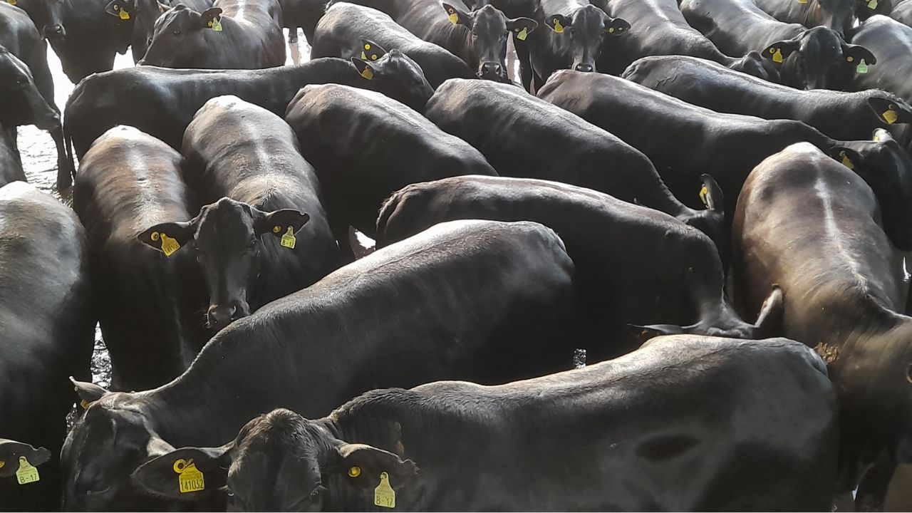 Novilhada gabarita 100% da prova de carne premium com auxílio de boitel em SP