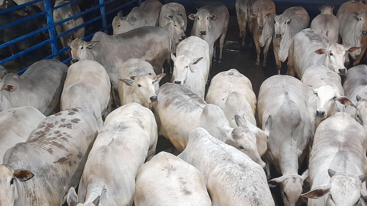 Novilhas Nelore zero dentes parecem até taurinas e chegam a 19@ em SP