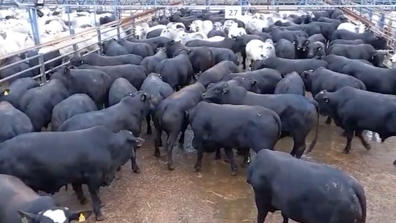 Boiada de 24 meses é “verdadeiro tanque de guerra” em MT e passa de 25@