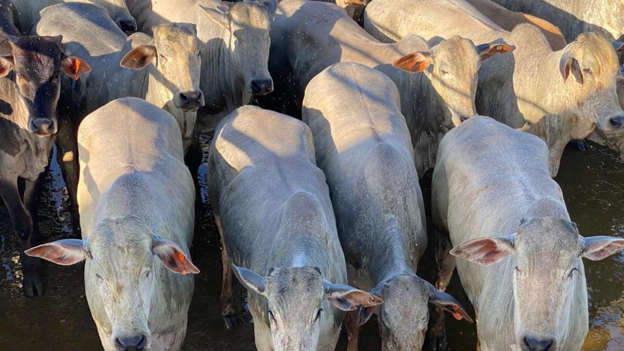 Novilhada bruta é recriada e terminada em áreas de integração em MS