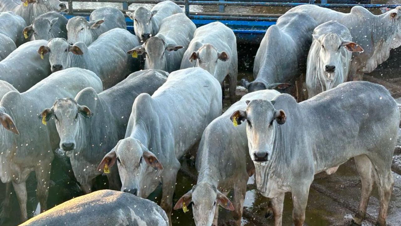 Pecuarista top de MS não deixa dinheiro na mesa e conquista bônus triplo Pecuarista top de MS não deixa dinheiro na mesa e conquista bônus triplo