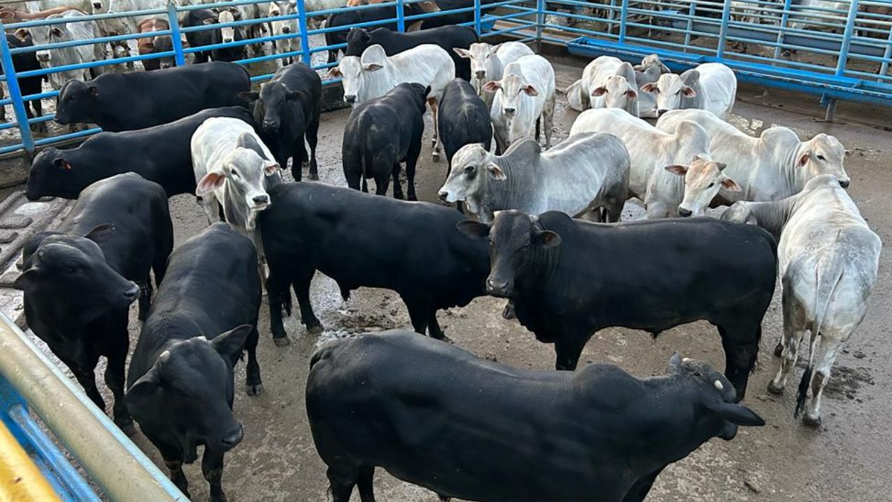 Novilho precoce ultrapassa 20@ e garante bônus de quase R$ 122 em MS