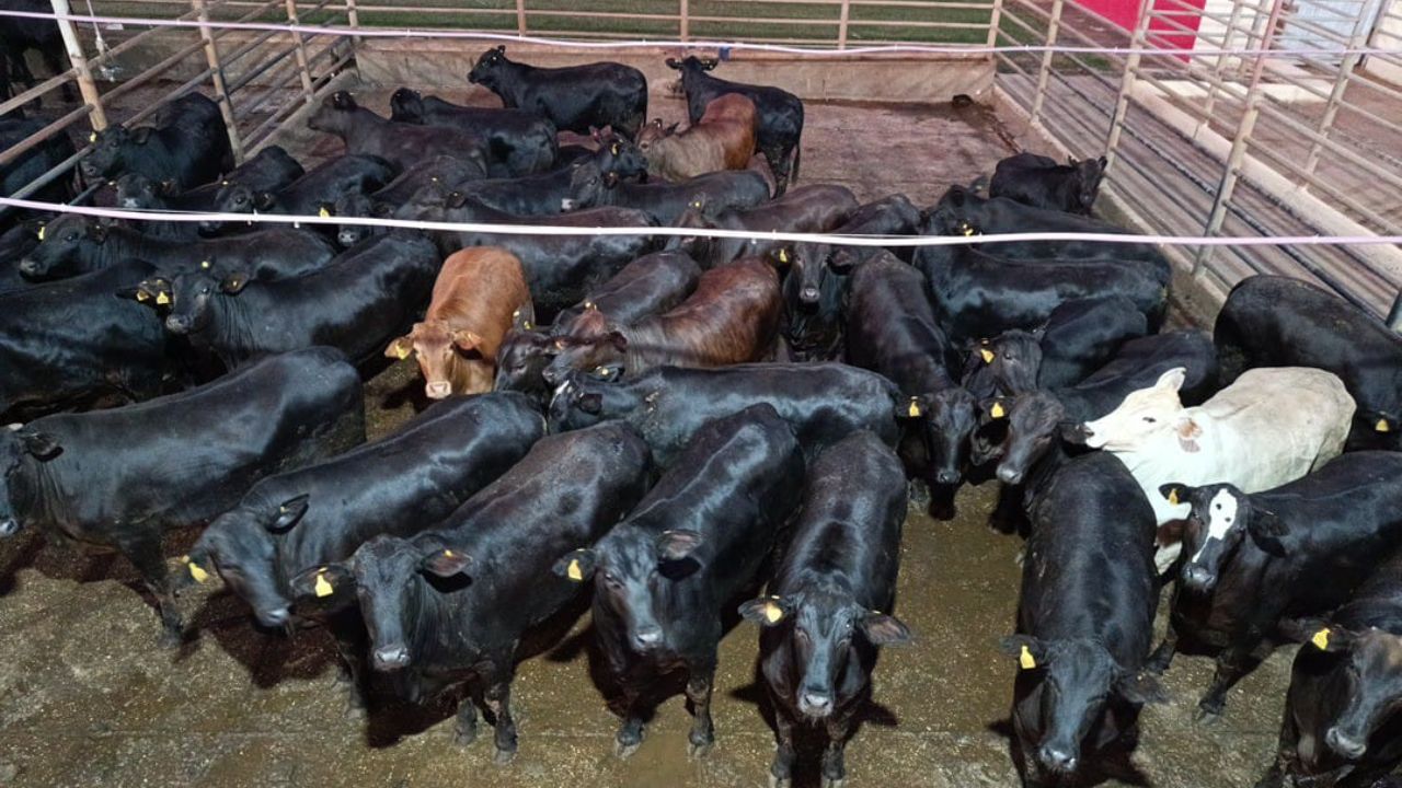 Novilhas Angus superprecoces de 18,5@ é exemplo de pecuária de ponta em MS