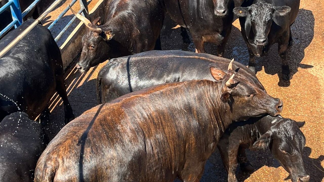 Gado de 29@? Animais com genética Nelore, Angus e Wagyu surpreende no abate em MT