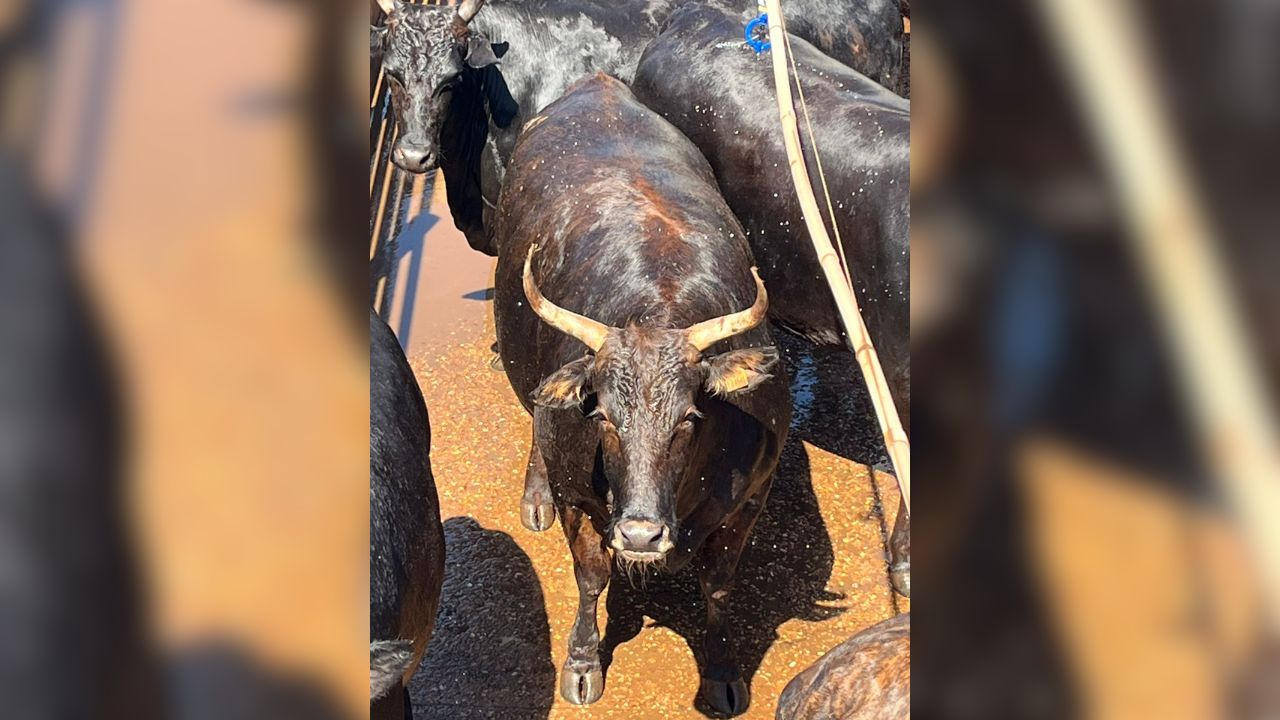Detalhe do lote de bovinos tricross Nelore, Angus e Wagyu. Foto: Divulgação