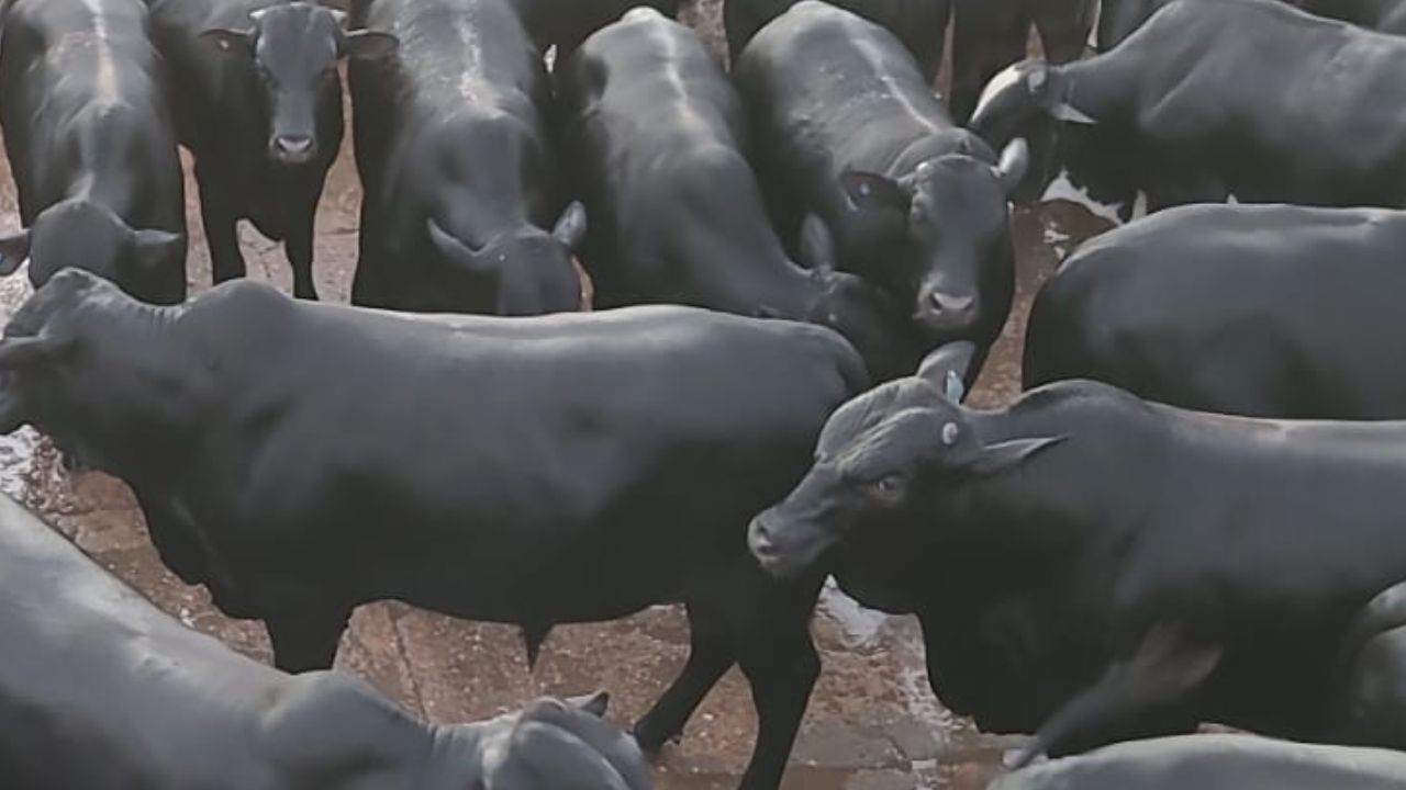Água parou no lombo do gado! Angus e Nelore chegam até 30@ em MT