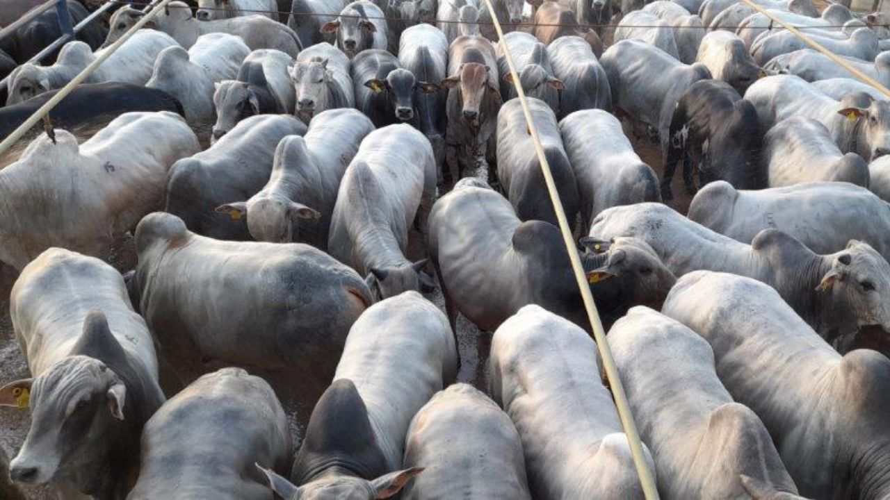 Fazendeiros pioneiros de MT terminam boi num sistema de emissão zero de carbono Fazendeiros pioneiros de MT terminam boi num sistema de emissão zero de carbono