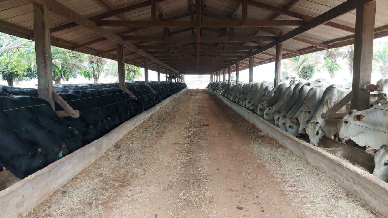 Estrutura de confinamento da fazenda Progresso, em São Francisco do Guaporé (RO). Foto: Divulgação
