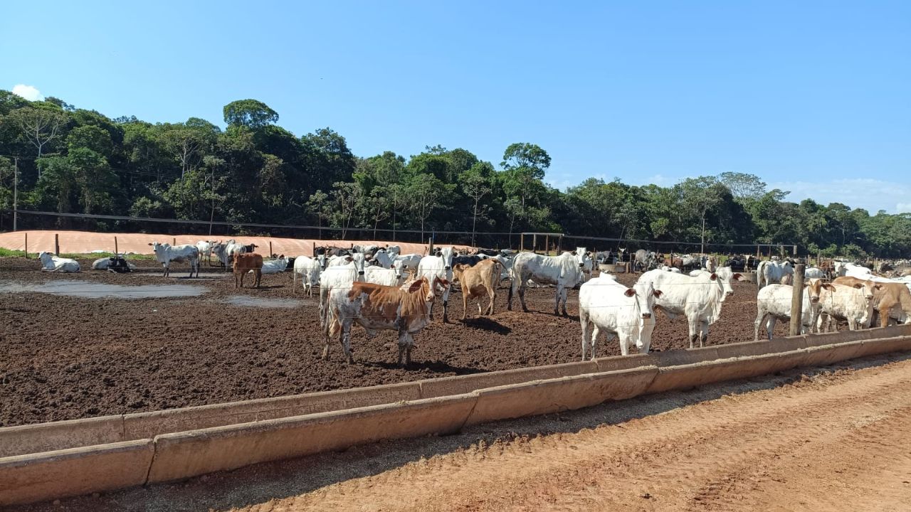 Pecuarista sai de 300 para 1,4 mil cabeças confinadas em Rondônia