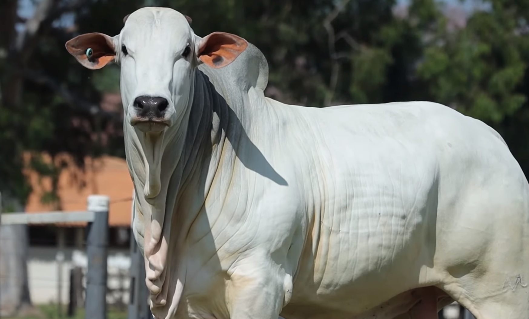 Nelore: a “raça mãe” da pecuária bovina do Brasil