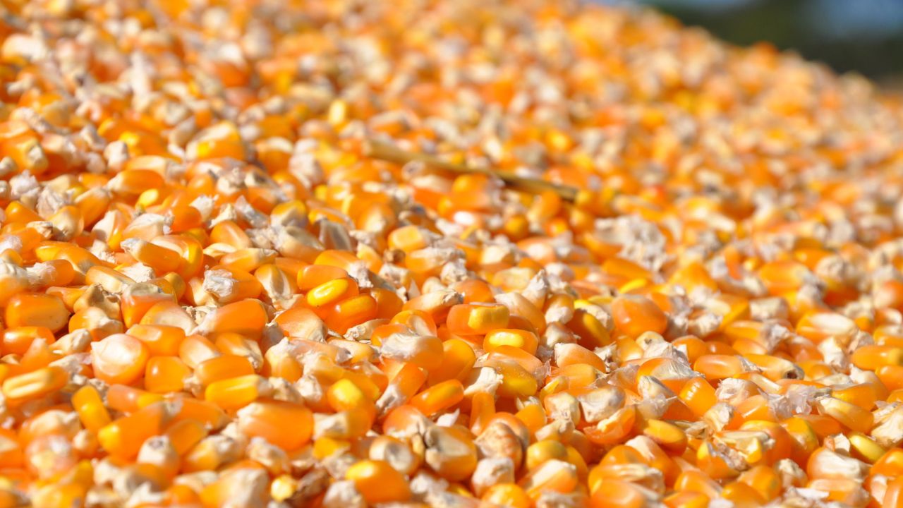 Silagem de milho úmido vale a pena mesmo sem ter silo de trincheira?